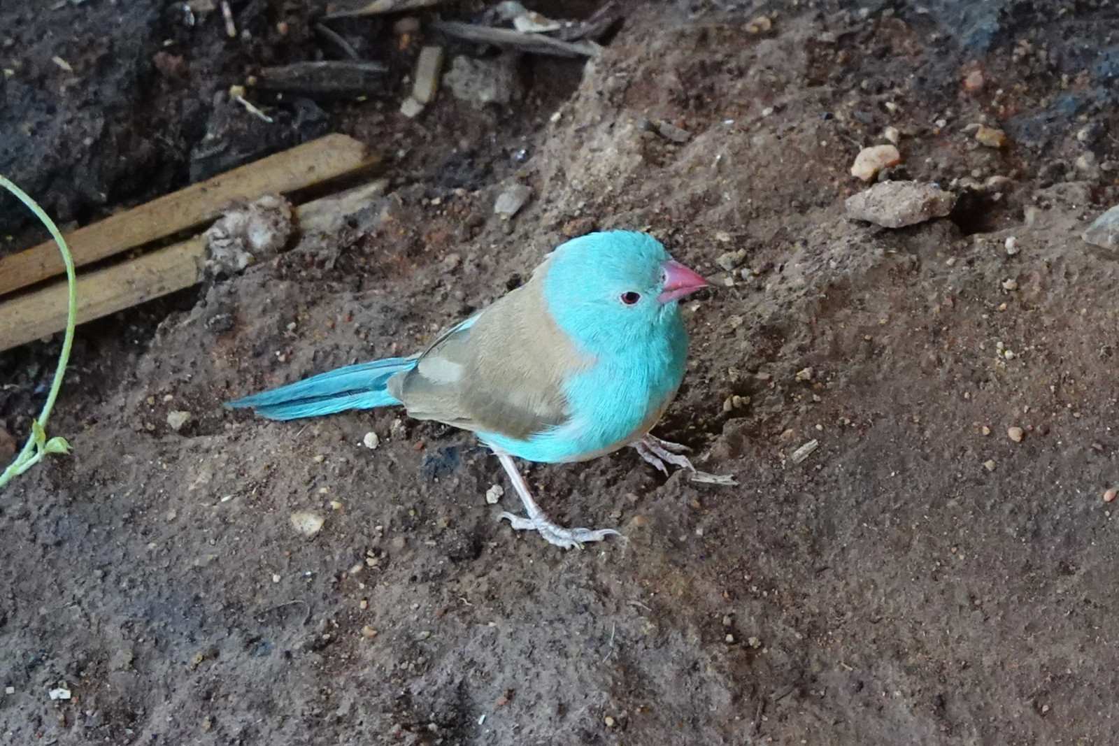 image Blue-capped Cordonbleu